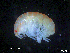  (Hippomedon kergueleni - MT009Hke003)  @11 [ ] CreativeCommons  Attribution Non-Commercial Share-Alike (2017) Meike A. Seefeldt Ruhr University Bochum/ Alfred Wegener Institute