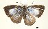  ( - USNM ENT 00933949a)  @13 [ ] CreativeCommons - Attribution Share-Alike (2018) Unspecified Smithsonian Institution National Museum of Natural History