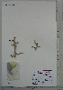 (Lycium shawii - UNKAR8683)  @11 [ ] CreativeCommons - Attribution Non-Commercial Share-Alike (2015) Thomas Horn Karlsruhe Institute of Technology, Botanical Garden