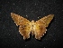  (Epargyreus deleoni - MAL-04530)  @14 [ ] Unspecified (default): All Rights Reserved  Unspecified Unspecified