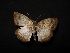  (Mylon menippus - MAL-04633)  @12 [ ] Unspecified (default): All Rights Reserved  Unspecified Unspecified
