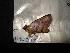  (Polygonus savigny - MAL-04719)  @12 [ ] Unspecified (default): All Rights Reserved  Unspecified Unspecified