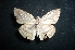  (Timochares trifasciata - MAL-04807)  @12 [ ] Unspecified (default): All Rights Reserved  Unspecified Unspecified