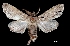  (Dasylophia basitincta - MAL-03625)  @14 [ ] Unspecified (default): All Rights Reserved  Unspecified Unspecified