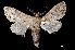  ( - MAL-03629)  @13 [ ] Unspecified (default): All Rights Reserved  Unspecified Unspecified