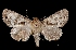  (Cropia sp - MAL-03589)  @14 [ ] Unspecified (default): All Rights Reserved  Unspecified Unspecified