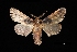  (Dasylophia ravana - MAL-03522)  @13 [ ] Unspecified (default): All Rights Reserved  Unspecified Unspecified