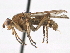  ( - CCDB-21321-C04)  @14 [ ] CreativeCommons - Attribution (2014) CBG Photography Group Centre for Biodiversity Genomics