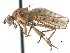  ( - CCDB-21321-C06)  @15 [ ] CreativeCommons - Attribution (2014) CBG Photography Group Centre for Biodiversity Genomics