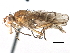  (Dryomyza - CCDB-21321-C07)  @15 [ ] CreativeCommons - Attribution (2014) CBG Photography Group Centre for Biodiversity Genomics