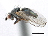  ( - CCDB-21321-C12)  @11 [ ] CreativeCommons - Attribution (2014) CBG Photography Group Centre for Biodiversity Genomics