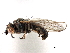  ( - CCDB-21321-E02)  @13 [ ] CreativeCommons - Attribution (2014) CBG Photography Group Centre for Biodiversity Genomics