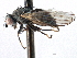  ( - CCDB-21321-E05)  @11 [ ] CreativeCommons - Attribution (2014) CBG Photography Group Centre for Biodiversity Genomics