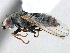  (Plunomia - CCDB-21321-E09)  @16 [ ] CreativeCommons - Attribution (2014) CBG Photography Group Centre for Biodiversity Genomics