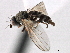  ( - CCDB-21321-F03)  @11 [ ] CreativeCommons - Attribution (2014) CBG Photography Group Centre for Biodiversity Genomics