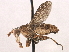  (Sciomyzidae - CCDB-21321-H09)  @15 [ ] CreativeCommons - Attribution (2014) CBG Photography Group Centre for Biodiversity Genomics