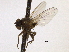  (Phytobia waltoni - CCDB-21326-C08)  @11 [ ] CreativeCommons - Attribution (2014) CBG Photography Group Centre for Biodiversity Genomics