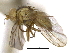  (Phytoliriomyza beckenella - CCDB-21326-C09)  @11 [ ] CreativeCommons - Attribution (2014) CBG Photography Group Centre for Biodiversity Genomics