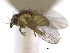  (Phytoliriomyza depricei - CCDB-21326-D08)  @11 [ ] CreativeCommons - Attribution (2014) CBG Photography Group Centre for Biodiversity Genomics