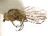  (Phytoliriomyza leechi - CCDB-21326-E01)  @11 [ ] CreativeCommons - Attribution (2014) CBG Photography Group Centre for Biodiversity Genomics