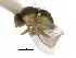  ( - CCDB-21326-F01)  @11 [ ] CreativeCommons - Attribution (2014) CBG Photography Group Centre for Biodiversity Genomics