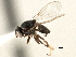  (Hapleginella - CCDB-21328-F04)  @15 [ ] CreativeCommons - Attribution (2014) CBG Photography Group Centre for Biodiversity Genomics