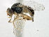  (Hippelates nobilis - CCDB-21328-F05)  @15 [ ] CreativeCommons - Attribution (2014) CBG Photography Group Centre for Biodiversity Genomics