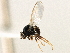  (Liohippelates - CCDB-21328-G02)  @15 [ ] CreativeCommons - Attribution (2014) CBG Photography Group Centre for Biodiversity Genomics