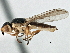  (Epichlorops exilis - CCDB-21329-B10)  @11 [ ] CreativeCommons - Attribution (2014) CBG Photography Group Centre for Biodiversity Genomics