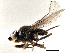  (Apallates coxendix - CCDB-21329-F08)  @13 [ ] CreativeCommons - Attribution (2014) CBG Photography Group Centre for Biodiversity Genomics