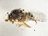  (Eugaurax - CCDB-21329-H05)  @14 [ ] CreativeCommons - Attribution (2014) CBG Photography Group Centre for Biodiversity Genomics