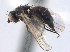  ( - CCDB-21330-A02)  @11 [ ] CreativeCommons - Attribution (2014) CBG Photography Group Centre for Biodiversity Genomics