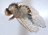  ( - CCDB-21330-E09)  @11 [ ] CreativeCommons - Attribution (2014) CBG Photography Group Centre for Biodiversity Genomics