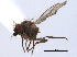  ( - CCDB-21330-G08)  @12 [ ] CreativeCommons - Attribution (2014) CBG Photography Group Centre for Biodiversity Genomics