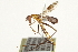  ( - CCDB-21334-B06)  @13 [ ] CreativeCommons - Attribution (2014) CBG Photography Group Centre for Biodiversity Genomics