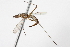  ( - CCDB-21334-B09)  @11 [ ] CreativeCommons - Attribution (2014) CBG Photography Group Centre for Biodiversity Genomics