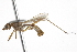  ( - CCDB-21334-C03)  @13 [ ] CreativeCommons - Attribution (2014) CBG Photography Group Centre for Biodiversity Genomics