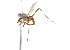  ( - CCDB-21334-C04)  @13 [ ] CreativeCommons - Attribution (2014) CBG Photography Group Centre for Biodiversity Genomics