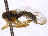  ( - CCDB-21334-C07)  @11 [ ] CreativeCommons - Attribution (2014) CBG Photography Group Centre for Biodiversity Genomics