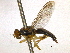  ( - CCDB-21334-C08)  @11 [ ] CreativeCommons - Attribution (2014) CBG Photography Group Centre for Biodiversity Genomics