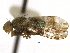  ( - CCDB-21334-F03)  @11 [ ] CreativeCommons - Attribution (2014) CBG Photography Group Centre for Biodiversity Genomics