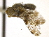  ( - CCDB-21334-F04)  @11 [ ] CreativeCommons - Attribution (2014) CBG Photography Group Centre for Biodiversity Genomics