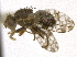  ( - CCDB-21334-F05)  @11 [ ] CreativeCommons - Attribution (2014) CBG Photography Group Centre for Biodiversity Genomics