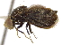  (Eutreta diana - CCDB-21334-G06)  @13 [ ] CreativeCommons - Attribution (2014) CBG Photography Group Centre for Biodiversity Genomics