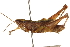  ( - CCDB-21335-C06)  @14 [ ] CreativeCommons - Attribution (2014) CBG Photography Group Centre for Biodiversity Genomics