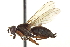  (Trichopalpus palpalis - CCDB-21400-B06)  @15 [ ] CreativeCommons - Attribution (2014) CBG Photography Group Centre for Biodiversity Genomics