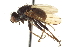  (Cordilura benensis - CCDB-21400-B07)  @14 [ ] CreativeCommons - Attribution (2014) CBG Photography Group Centre for Biodiversity Genomics