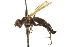  (Cordilura variabilis - CCDB-21400-F08)  @13 [ ] CreativeCommons - Attribution (2014) CBG Photography Group Centre for Biodiversity Genomics