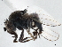  ( - CCDB-21400-H09)  @11 [ ] CreativeCommons - Attribution (2014) CBG Photography Group Centre for Biodiversity Genomics