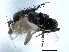  ( - CCDB-21403-B09)  @13 [ ] CreativeCommons - Attribution (2014) CBG Photography Group Centre for Biodiversity Genomics